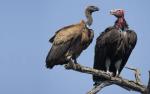 Vultures Circle Above AIG